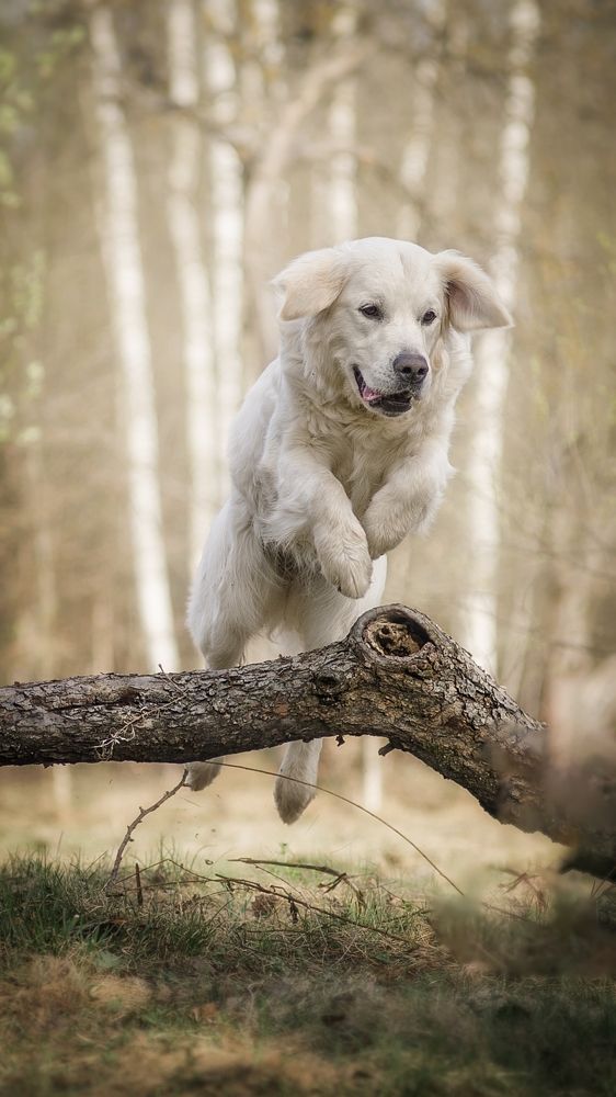 Photograph by Елена Раздвилова