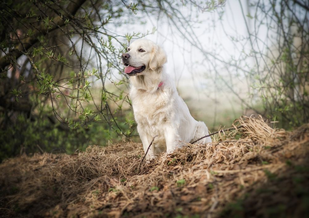Photograph by Елена Раздвилова