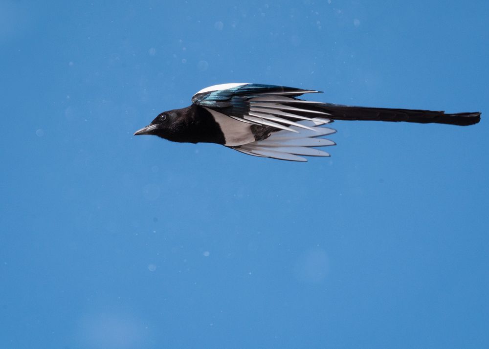 сорока ускоряется