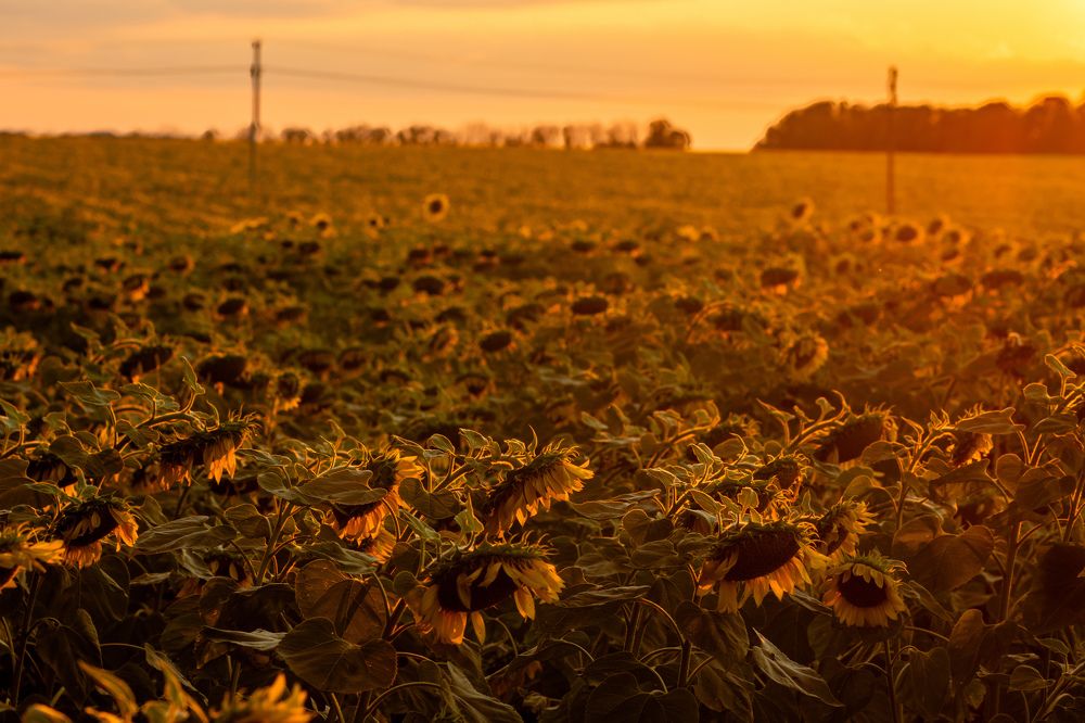 Photograph by Georgi Ivanov