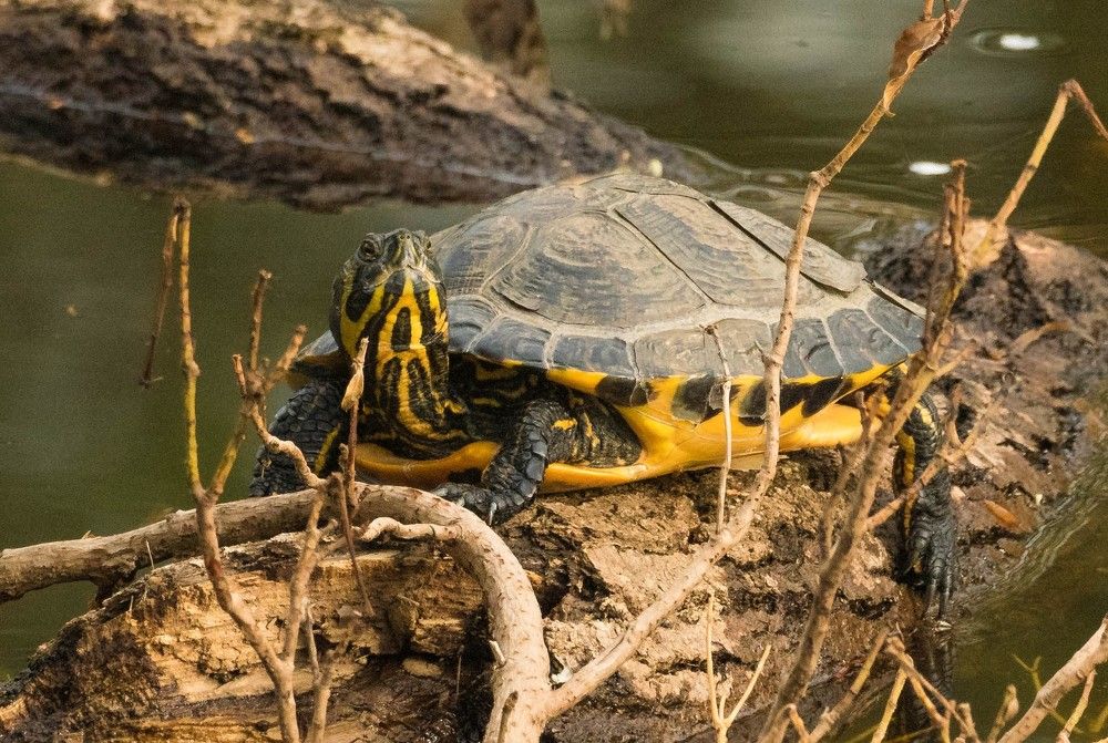 Ящерица в городском парке