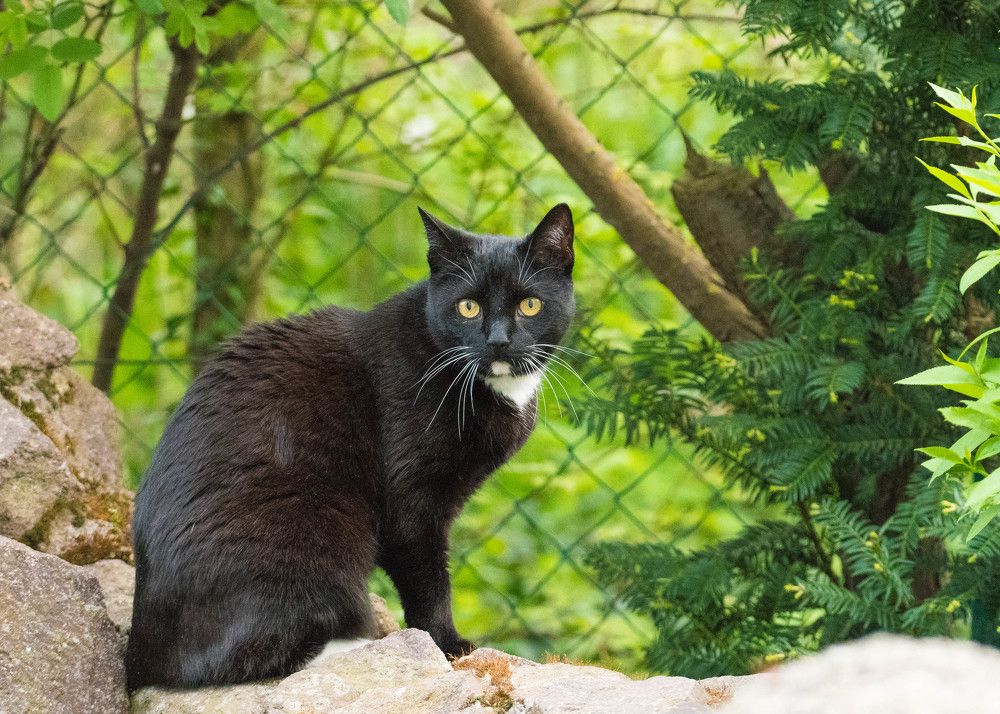 Кот Барсик во дворе на заборе