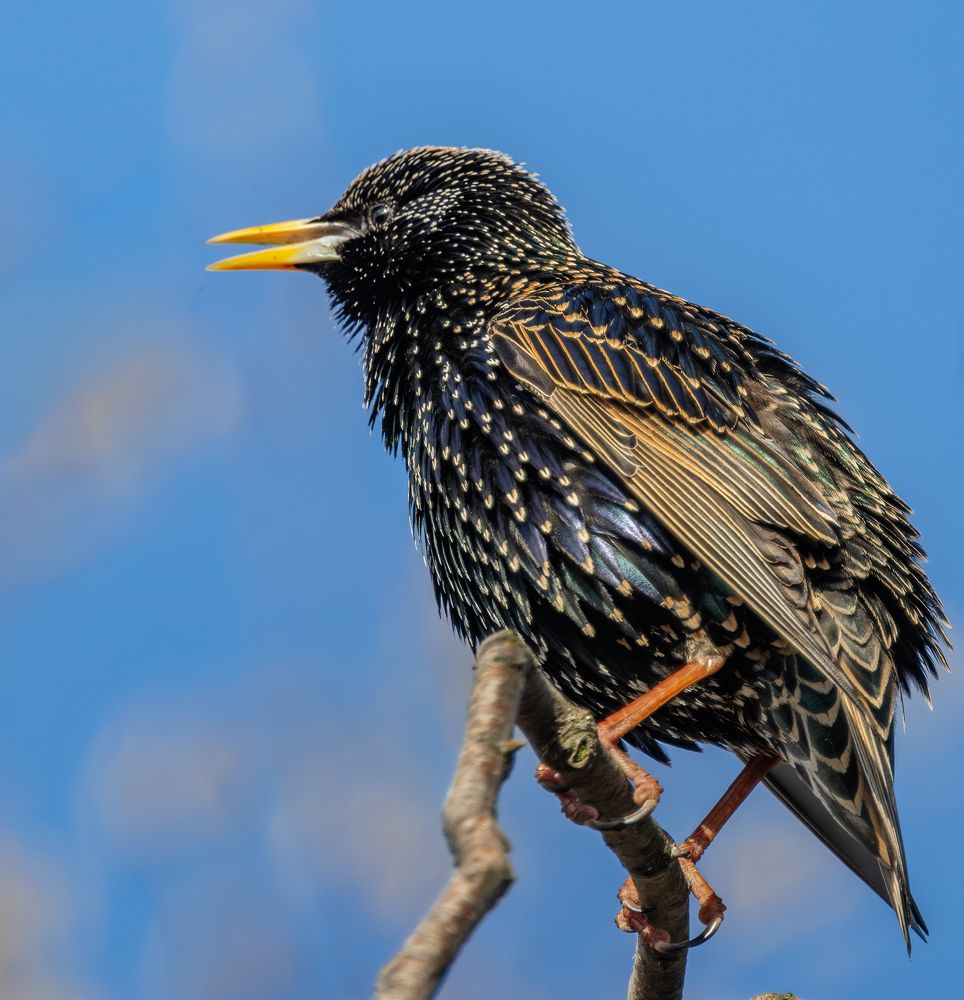 Photograph by Курлянцев Алексей