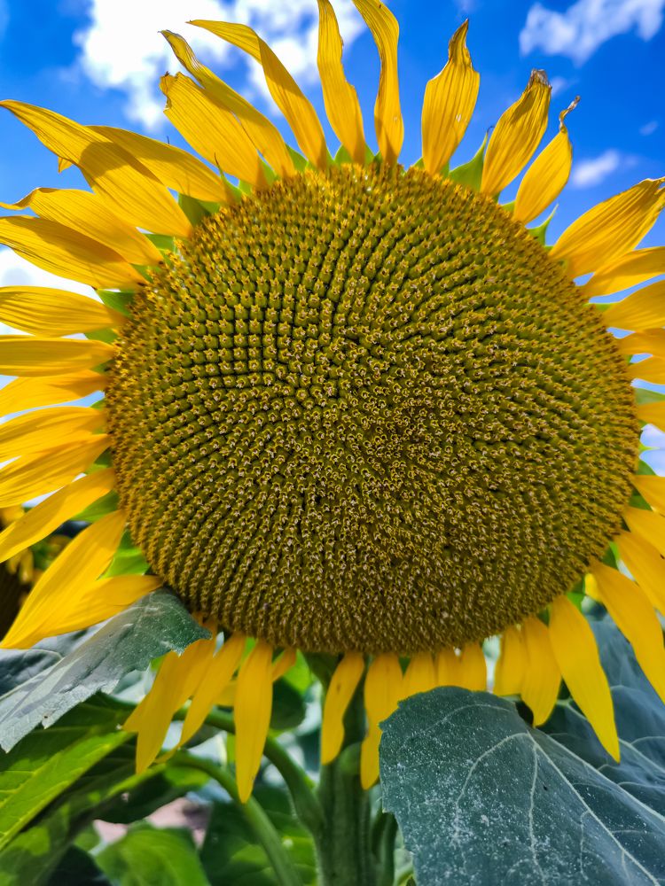 Photograph by Ирина Шибитова