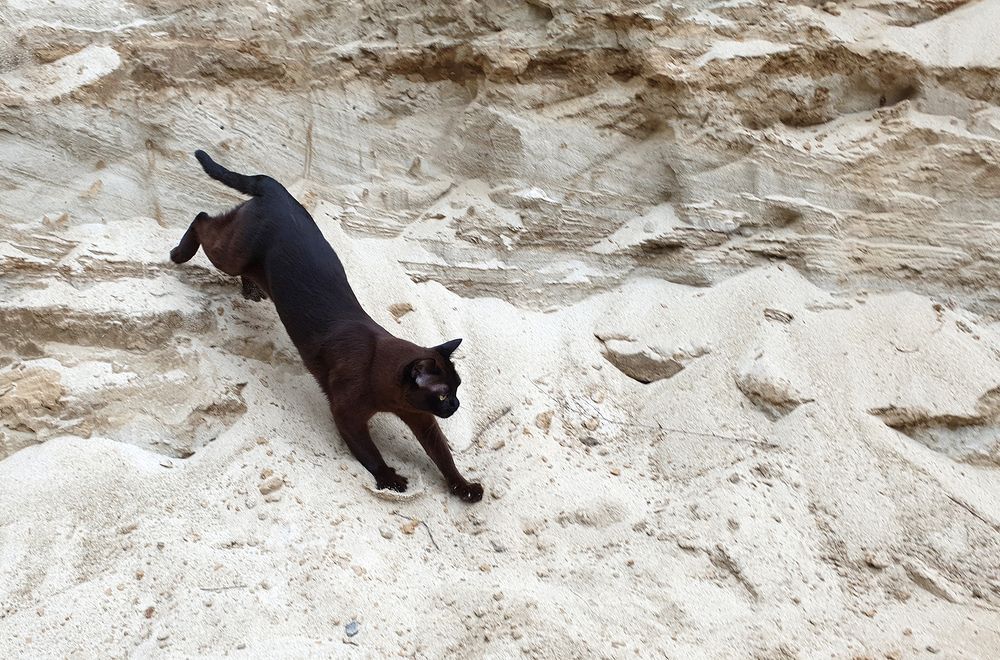 Фотография автора Надежда Лисицына