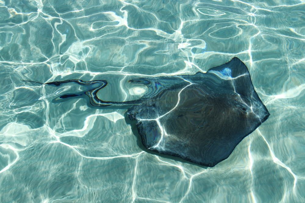 Искатожение