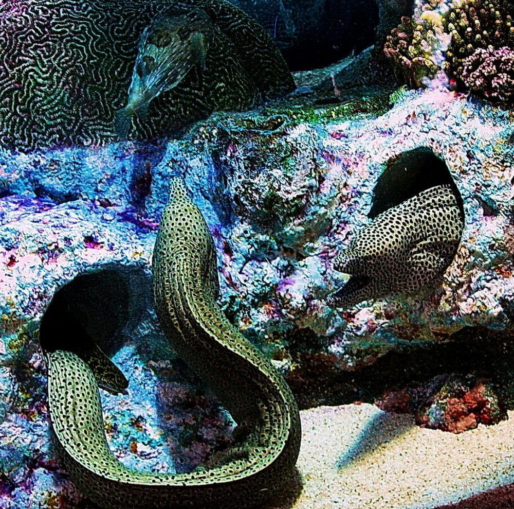 Фотография автора АЛЕКСАНДР ЦЫГЕЛЬНЮК