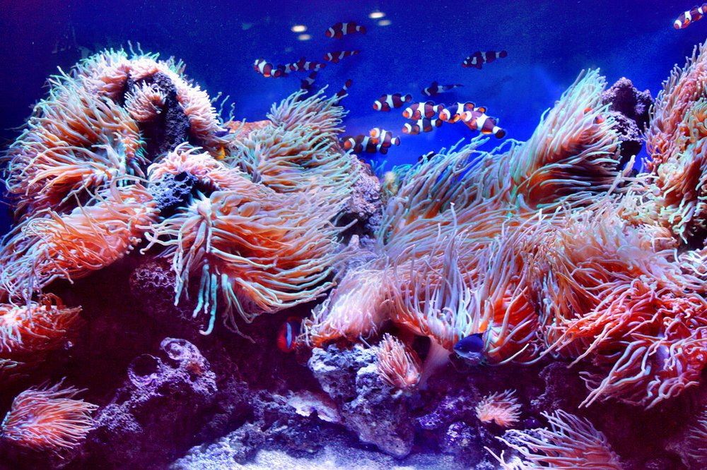 Фотография автора АЛЕКСАНДР ЦЫГЕЛЬНЮК