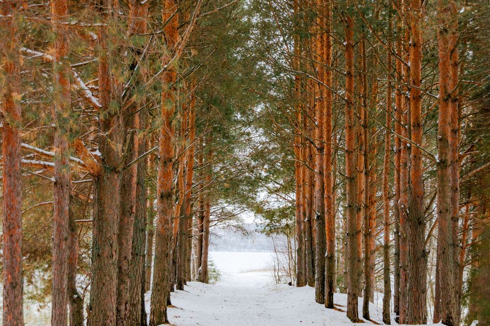 Photograph by Елена Ефимова