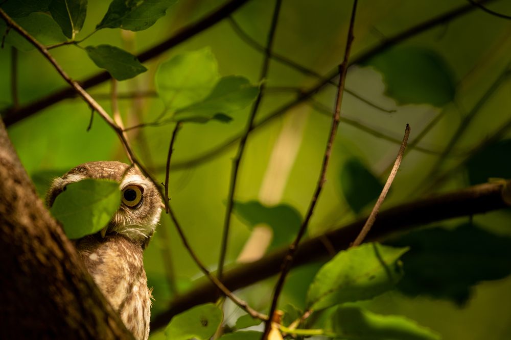 Фотография автора HITESH PATEL