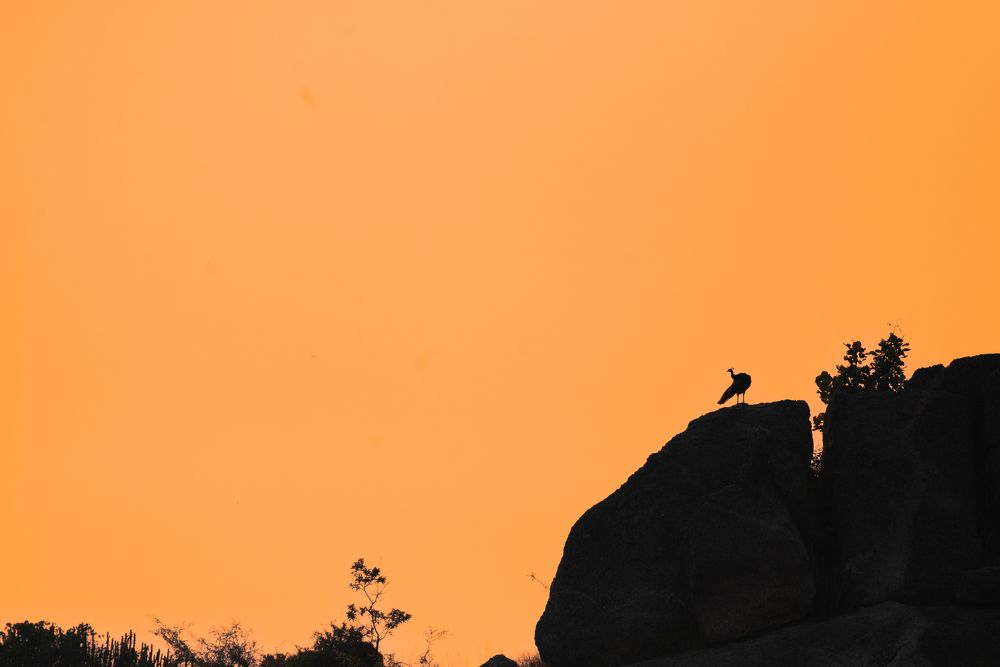 Фотография автора HITESH PATEL