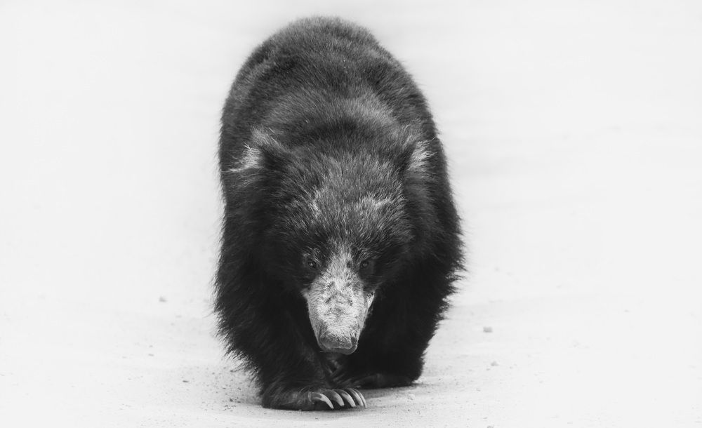 sloth bear