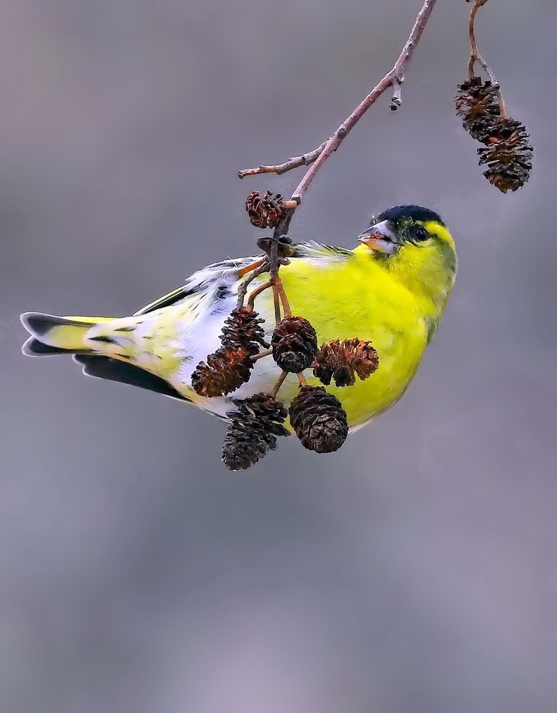 Photograph by Игорь Чеботарёв