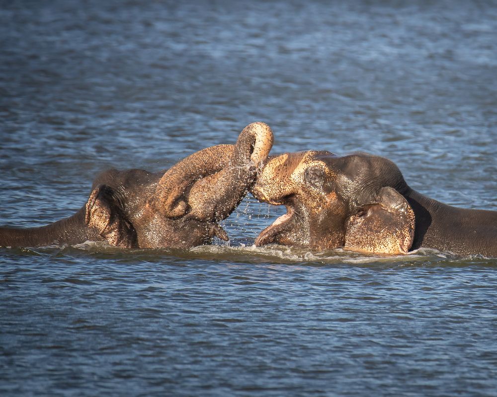 Two loving elephants...