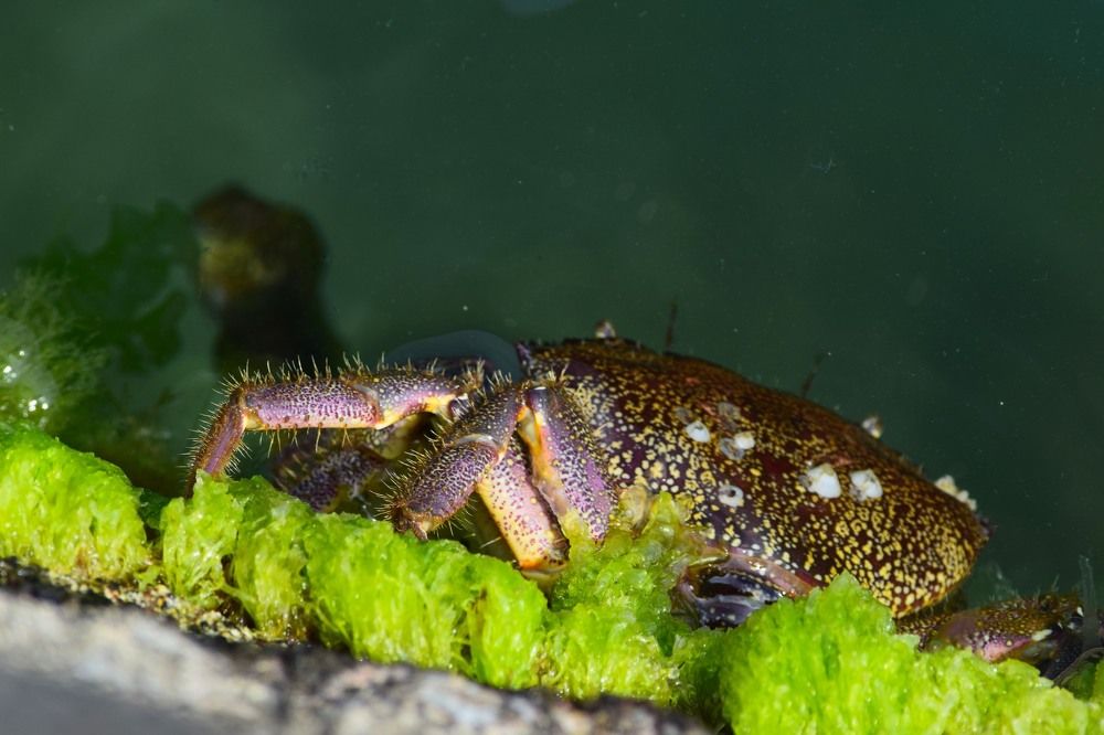 Маленький обитатель Черного моря