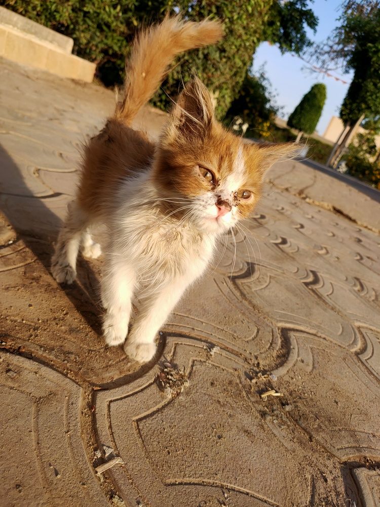 Golden Hour Stray Kitten