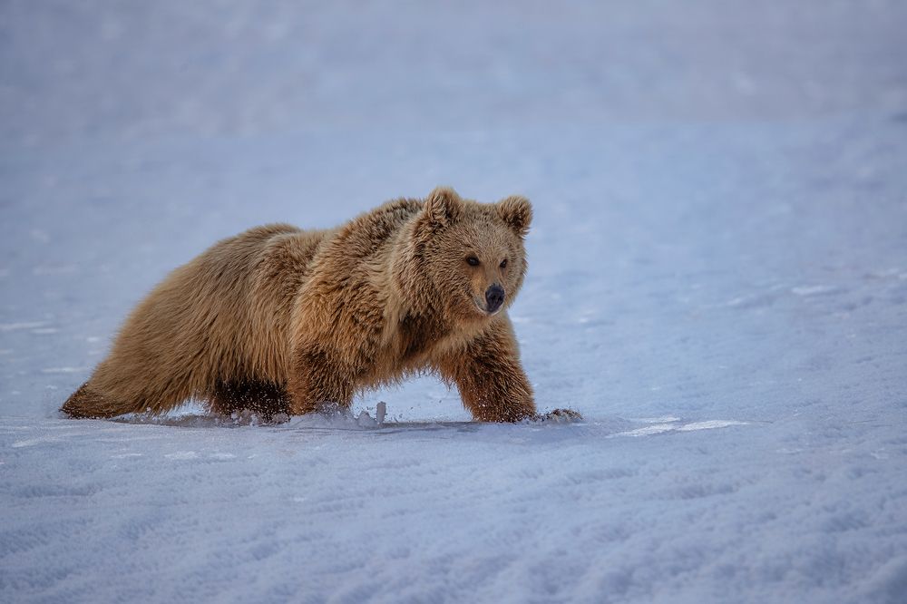 Фотография автора Sudipta Chakraborty