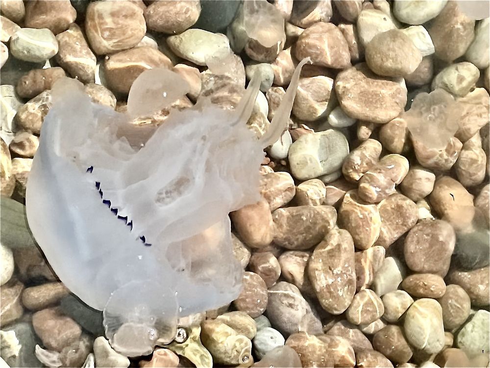 Photograph by Лариса Белашова