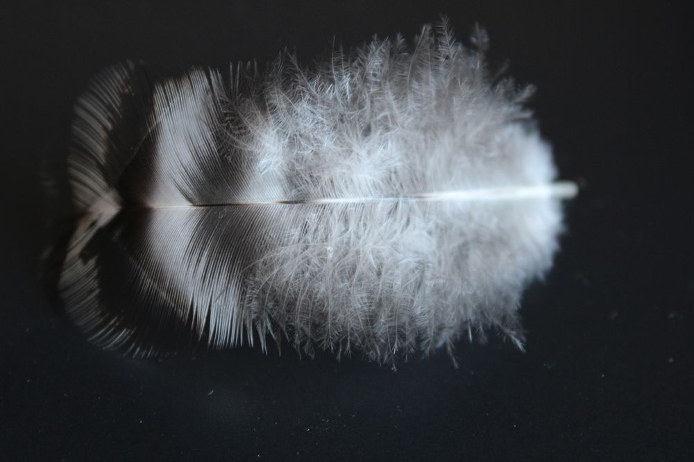 Photograph by Елена Коробченко