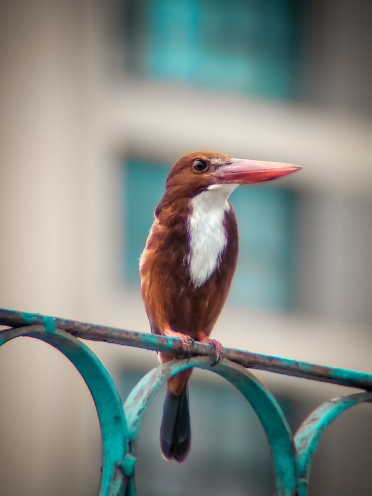 Mobile wildlife capture