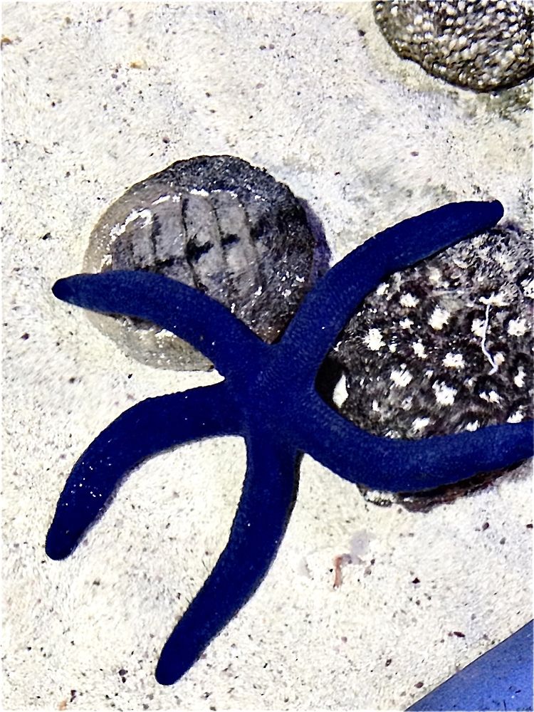 Photograph by Лариса Белашова