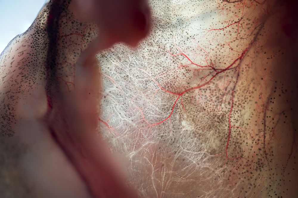 Macro shot Gill of Katla Fish