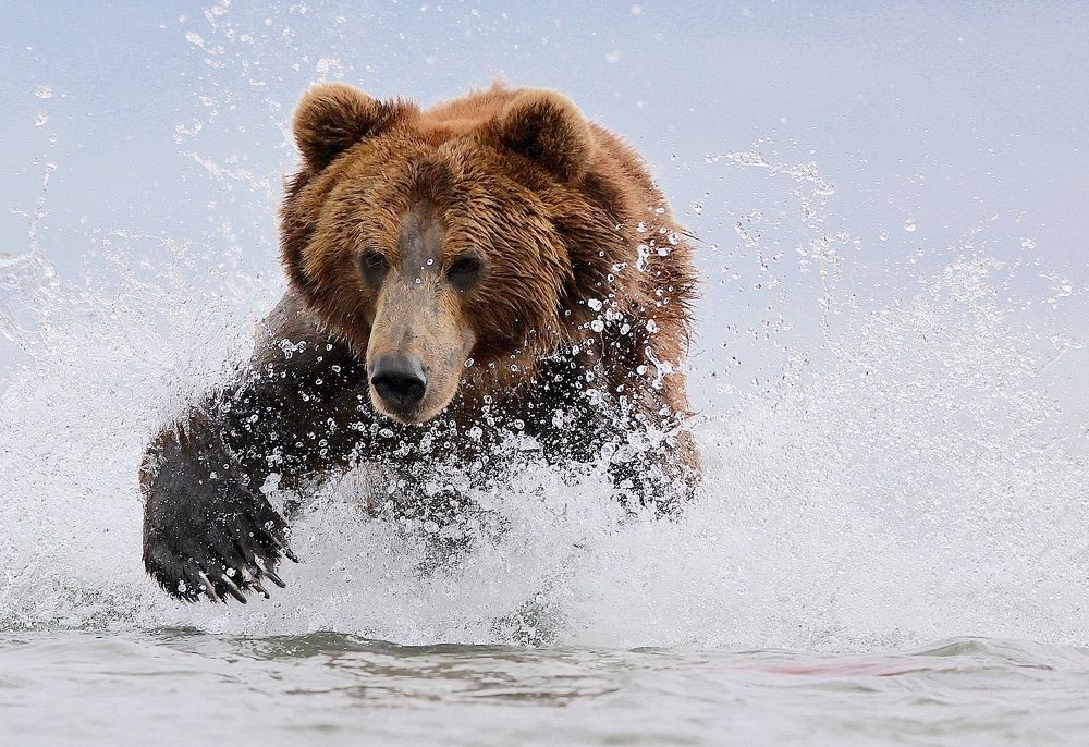 Вперёд за неркой