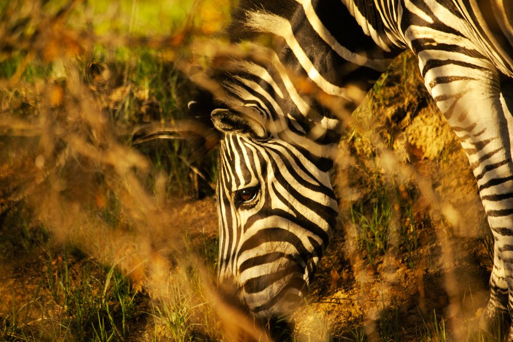 Zebra in SA