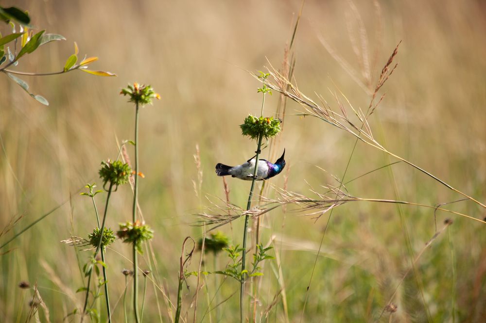 White-bellied Sunbird in SA