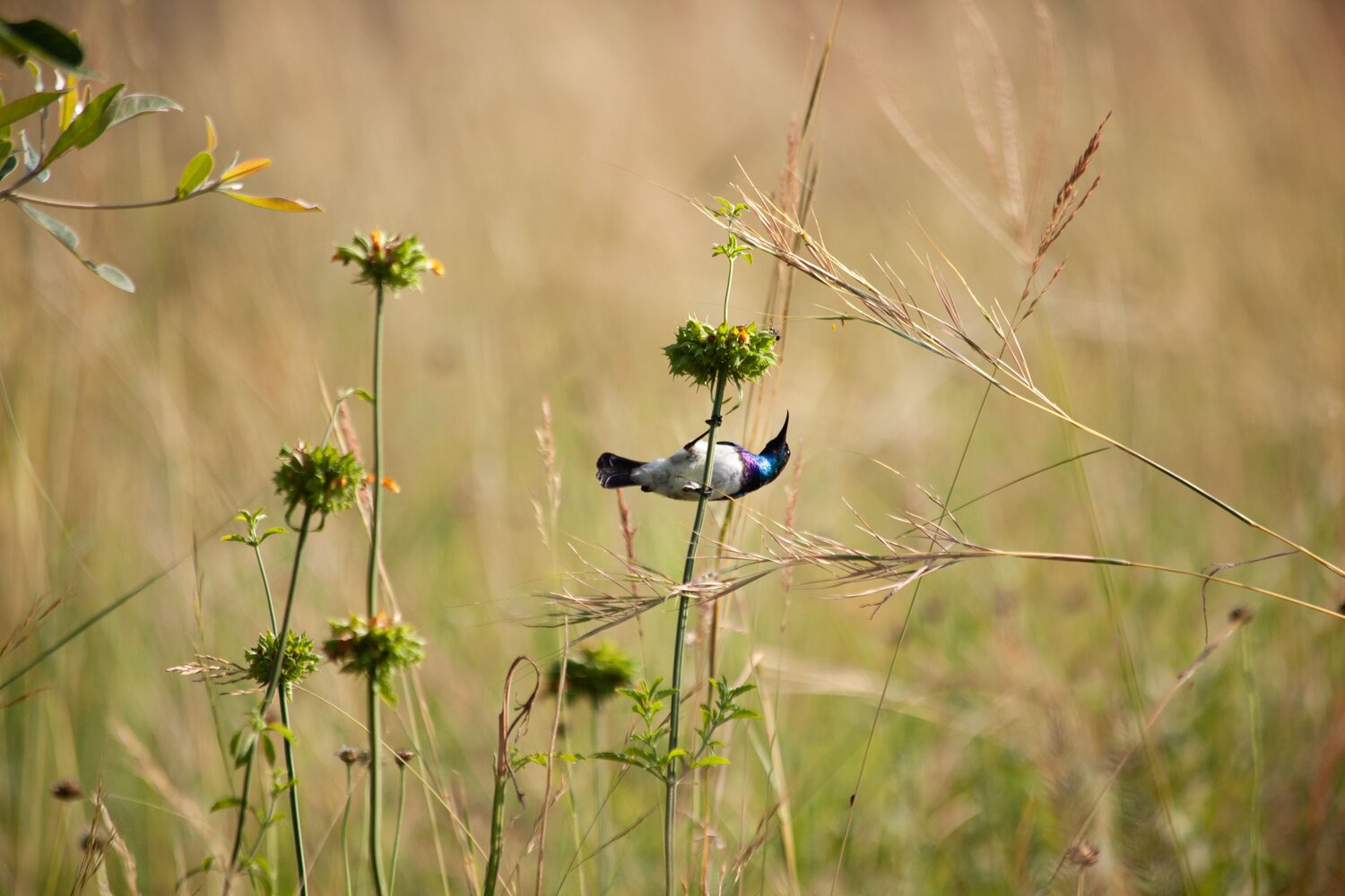 White-bellied Sunbird in SA