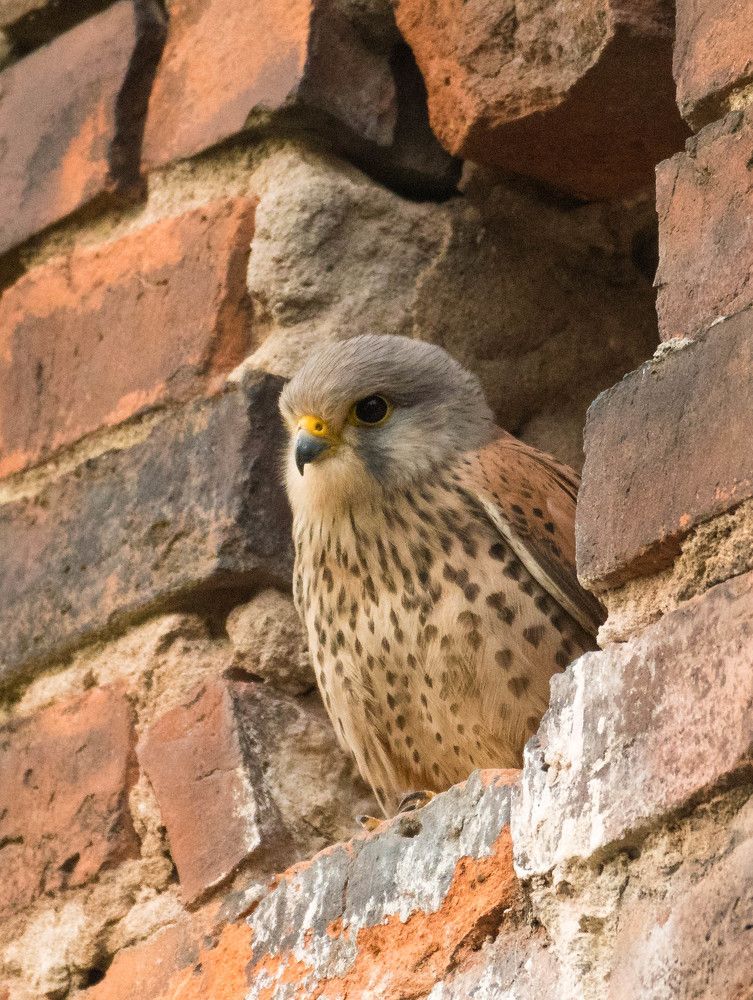 Сокол свил гнездо  в соседнем доме