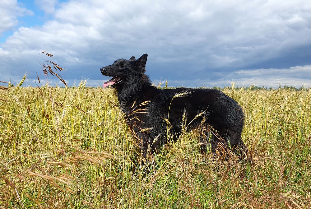 Фотография автора Надежда Лисицына