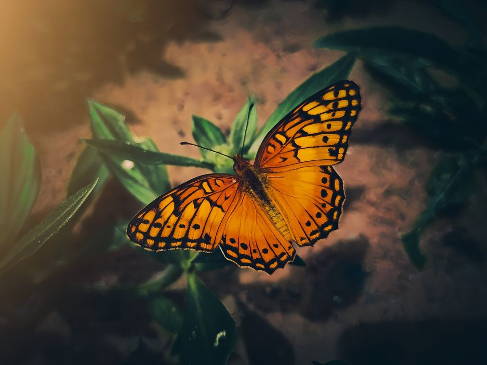 Photograph by Rafaele Almeida