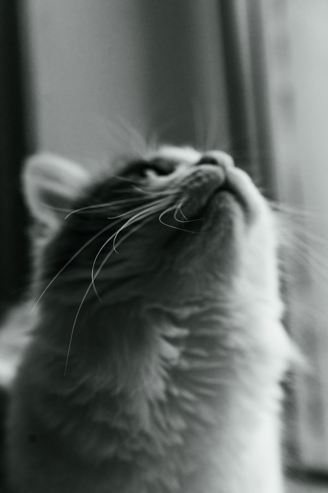 Фотография автора Владимир Широкий