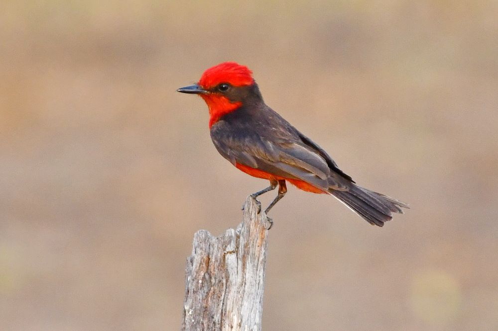 Photograph by Marzio Fattorini