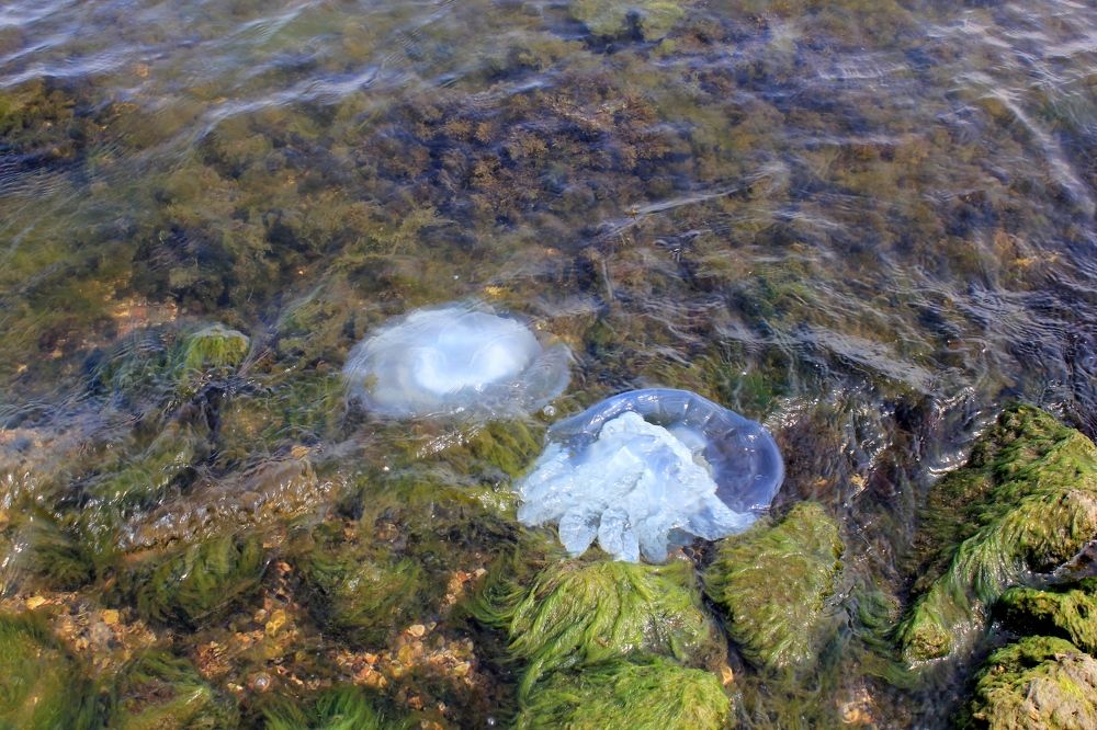 Photograph by Olga Bagaeva