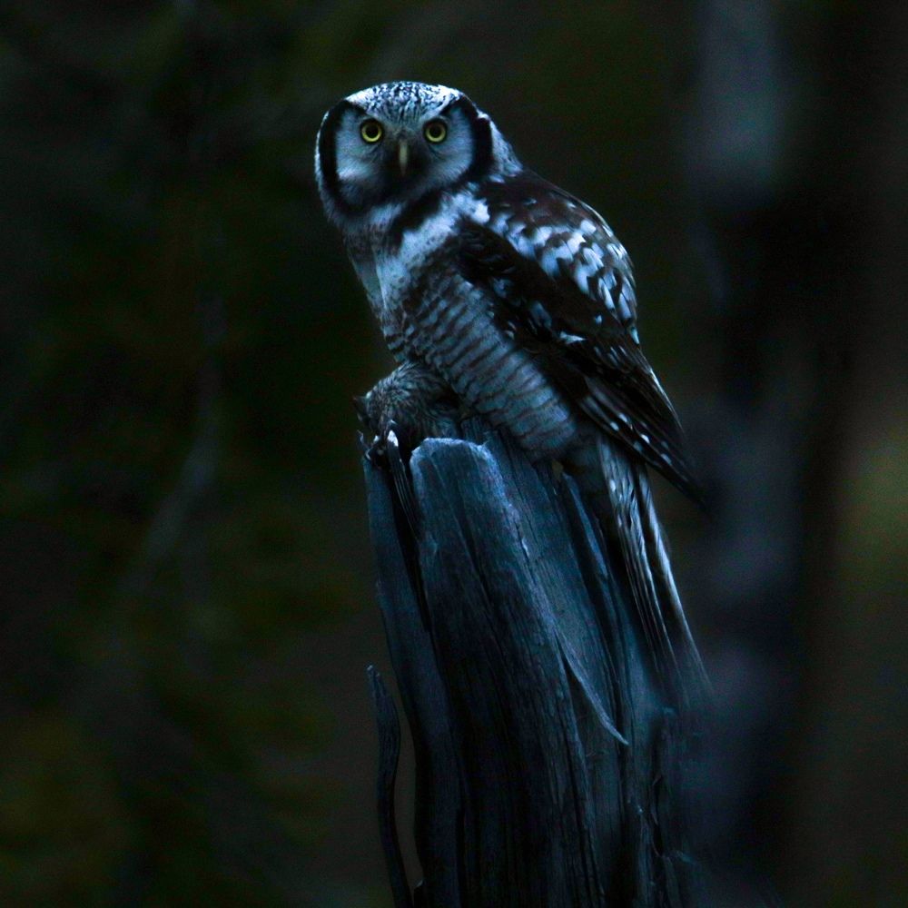 Photograph by Евгений Ничипорук