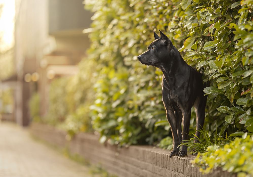 Puppy Rak Sunakh Taro Lukchay