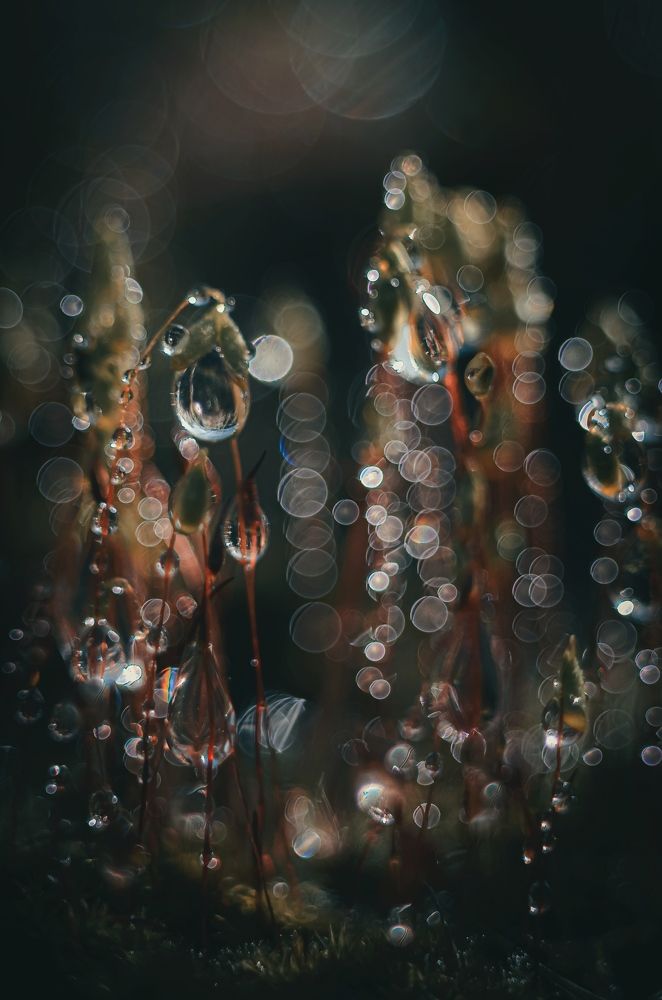 Кладезь росинок