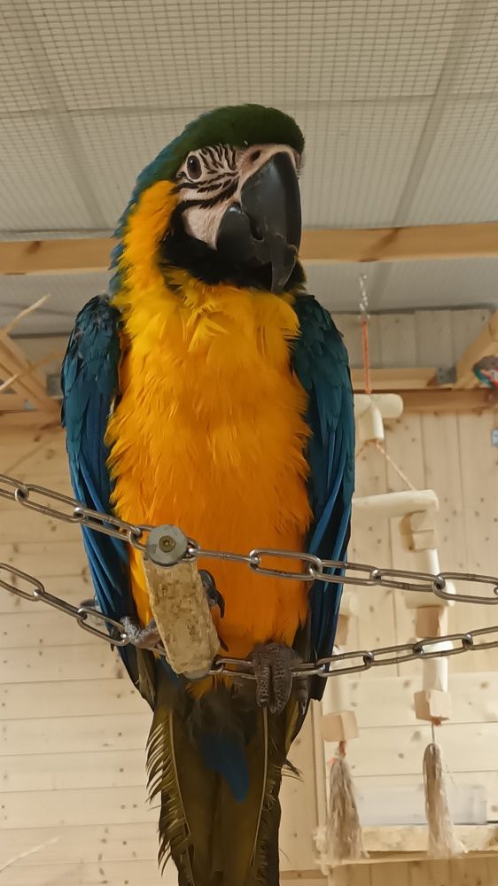 Ара попугай