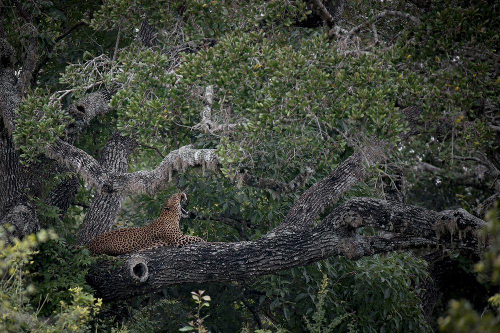 Photograph by Jude Jayawardene