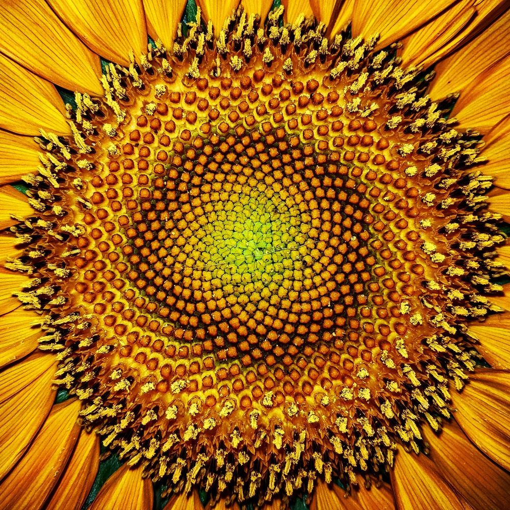 Girasol
