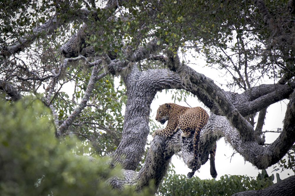 Photograph by Jude Jayawardene