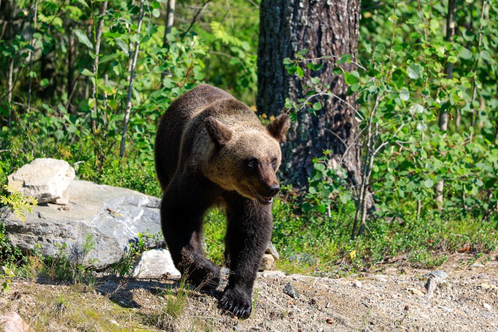 Photograph by Сергей Конюшенко