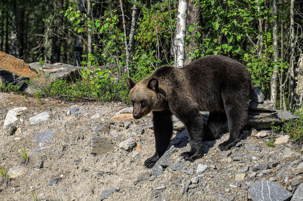 Photograph by Сергей Конюшенко