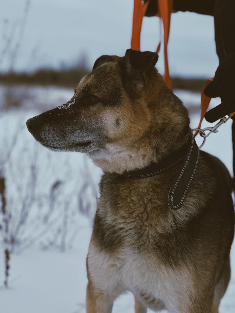 Один день в приюте