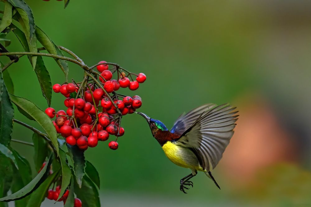 A Jewel in Flight: Sunbird and Scarlet Berries