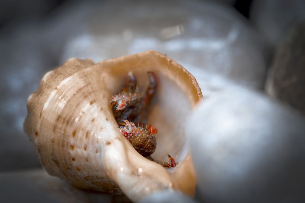 Photograph by Игорь Толкачев