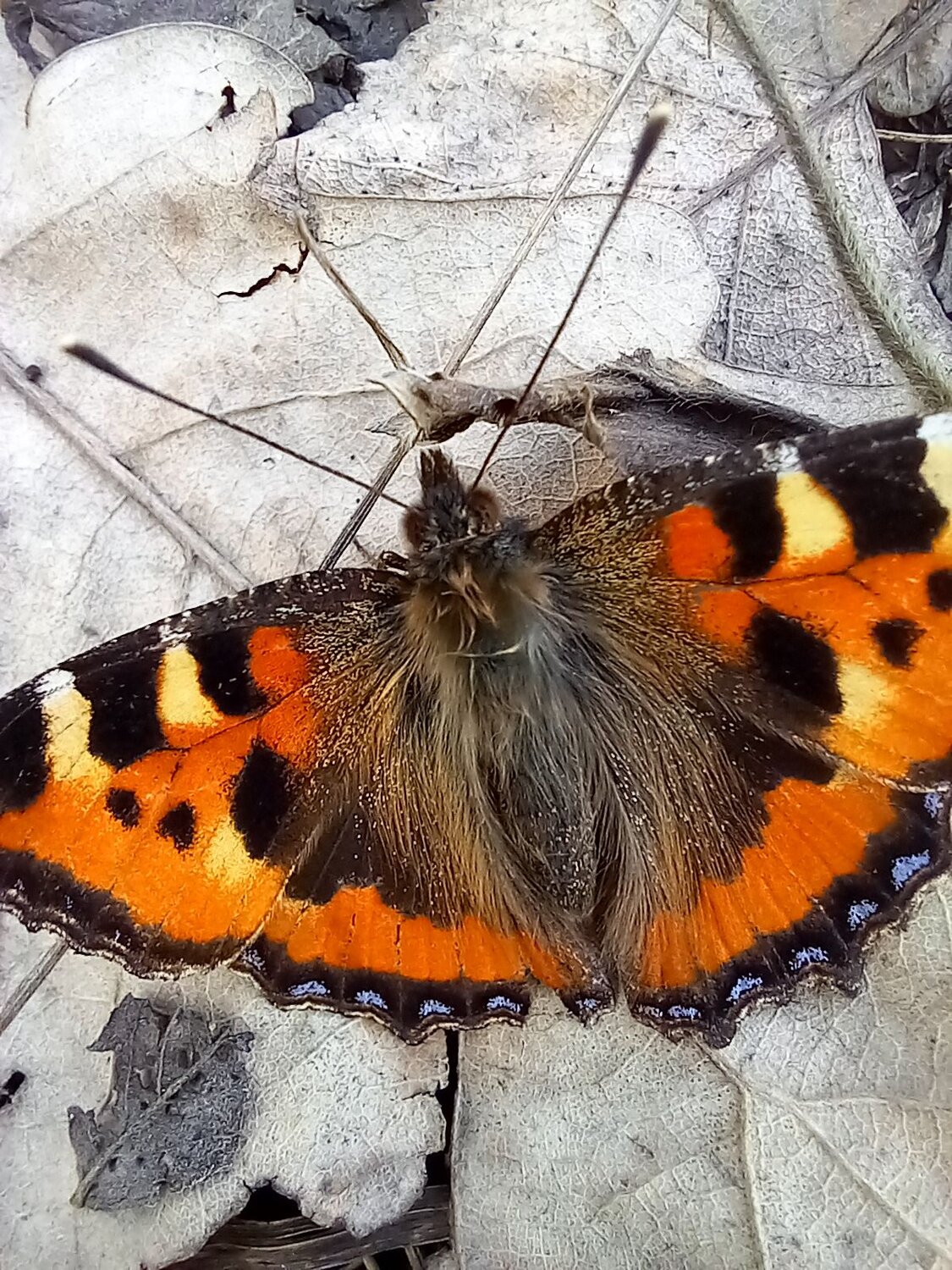 Photo #10540182