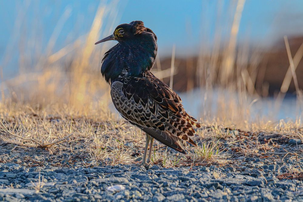 Photograph by Евгений Ничипорук